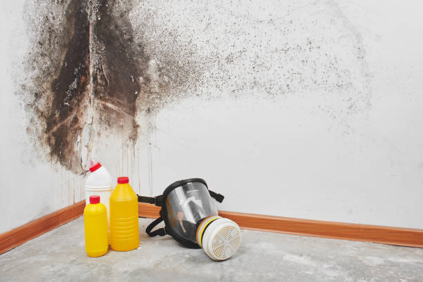 Best Black Mold Remediation in Whidbey Island Station, WA