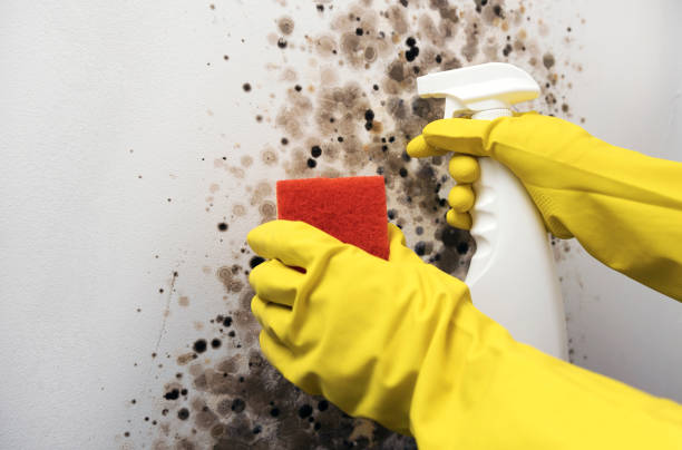 Best Localized Mold Remediation (e.g., coastal areas, humid climates) in Whidbey Island Station, WA