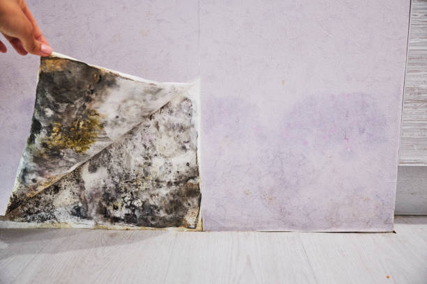 Best Black Mold Remediation in Whidbey Island Station, WA